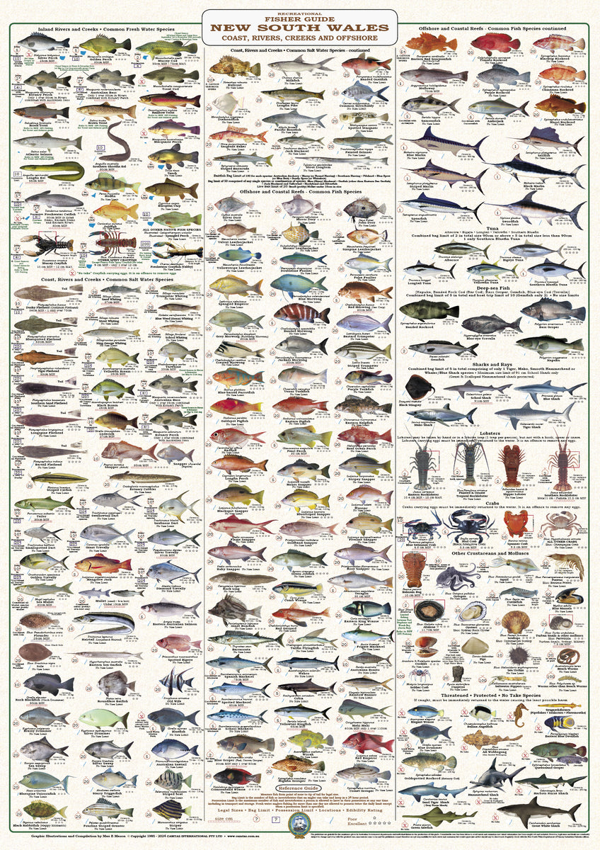 Fish Identification New South Wales Fishers Guide Wall Chart (222