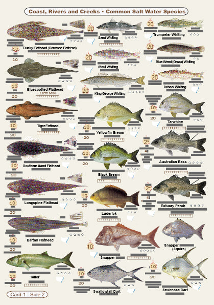 What Kinds of Fish (Fishers Fish Identification Cards (Slates) NSW