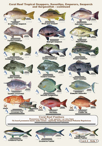 Fishers Fish Identification Cards (Slates) - Qld. & Great Barrier Reef Fisherman's Tackle Box Companion Guide / FG016