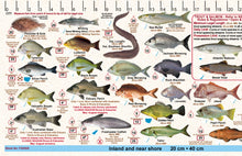 Fish Illustrations & Length Measure Decal/Sticker - New South Wales - FG052S