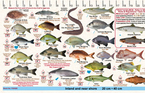 Fish Illustrations & Length Measure Decal/Sticker - New South Wales - FG052S