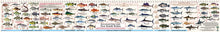 Fish Illustrations & Length Measure Decal/Sticker - New South Wales - FG052S