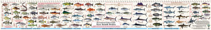 Fish Illustrations & Length Measure Decal/Sticker - New South Wales - FG052S