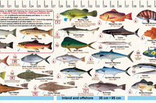 Fish Illustrations & Length Measure Decal/Sticker - New South Wales - FG052S