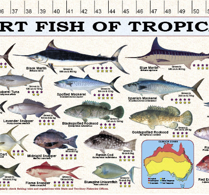 Fish Measure Decal-sticker - GAME & SPORT FISH TROPICAL NORTHERN AUSTRALIA