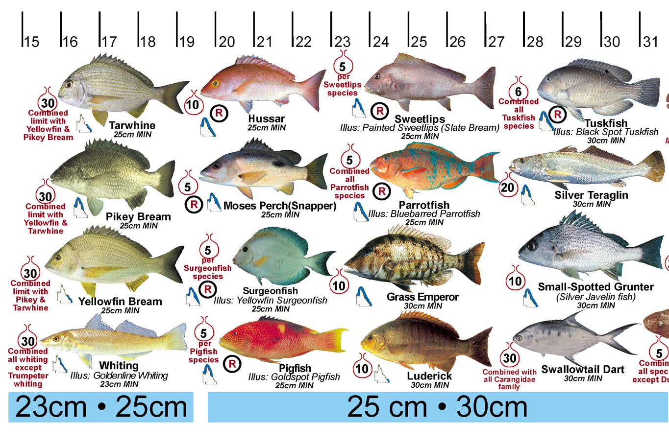 Legal Fish Fish Illustrations & Length Measure Decal/Sticker - Qld and Great Barr ...
