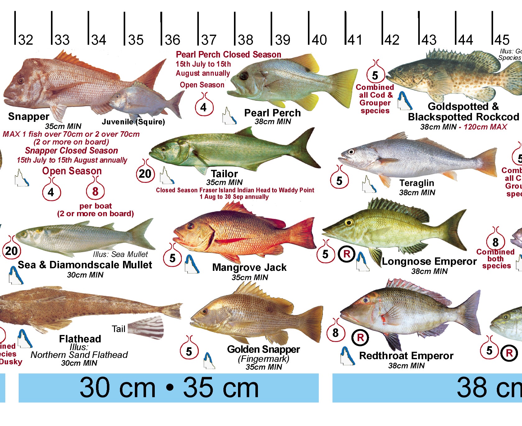 Fish Illustrations & Length Measure Decal/Sticker - Qld and Great Barr ...
