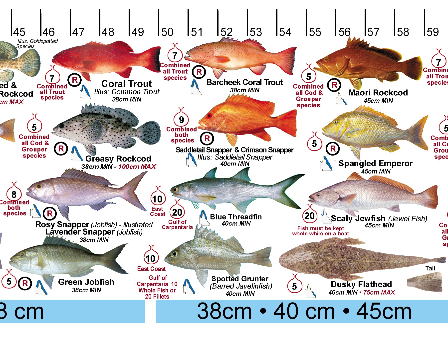 Fish Illustrations & Length Measure Decal/Sticker - Qld and Great Barr ...
