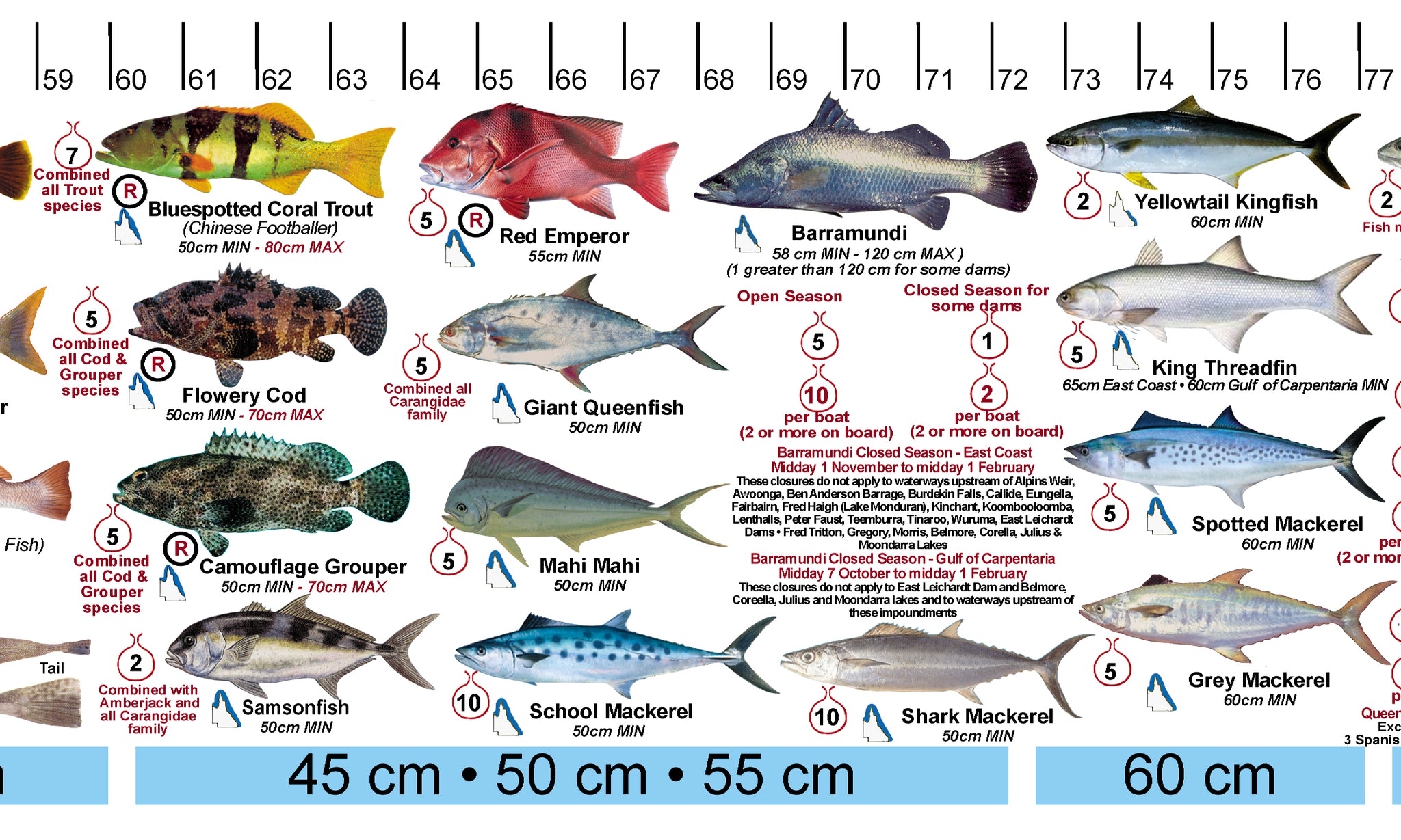 Fish Illustrations & Length Measure Decal/Sticker - Qld and Great Barr ...