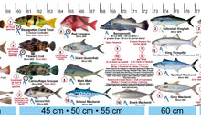 Fish Illustrations & Length Measure Decal/Sticker - Qld and Great Barrier Reef FG050S