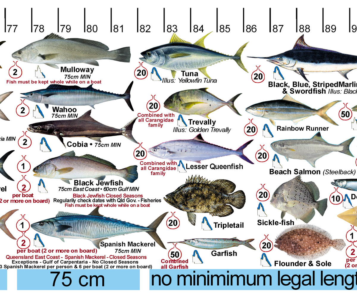 Fish Illustrations & Length Measure Decal/Sticker Qld and Great Barr