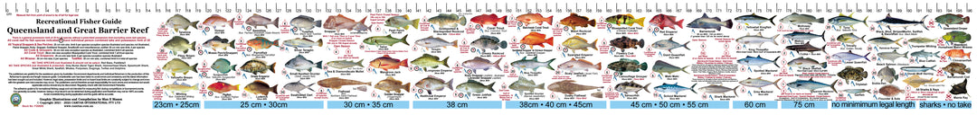 Qld Fish Measurements Fish Illustrations & Length Measure Decal/Sticker - Qld and Great Barr ...