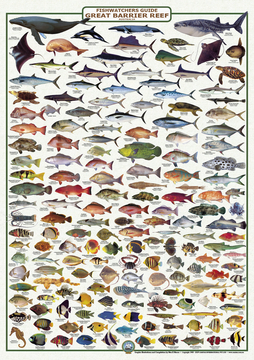 Fish Identification - Great Barrier Reef, Fishwatchers Species - Wall ...