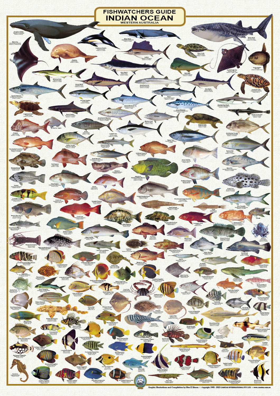 Fish Identification - Western Australia Fishwatchers Guide - Camtas Wall Chart / WC134