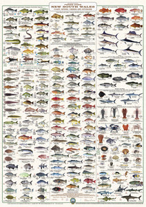 Fish Identification - New South Wales Fishers Guide - Wall Chart (222 Illus.) / WC160