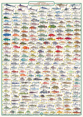 Fish Identification - Fisher Guide Western Australia - Wall Chart (258 Illus.) / WC180