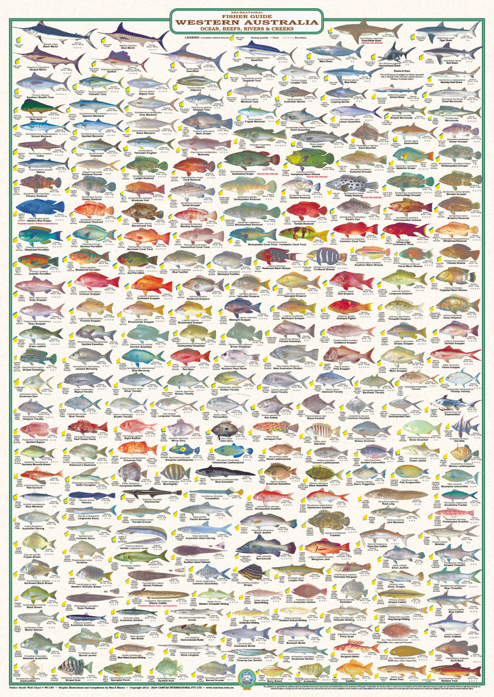 Fish Identification - Fisher Guide Western Australia - Wall Chart (258 ...