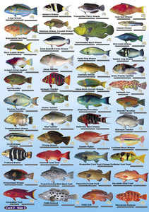 DIVERS FISH CARDS (SLATES) - AUST & GREAT BARRIER REEF  (400 ILLUS) / FG022L