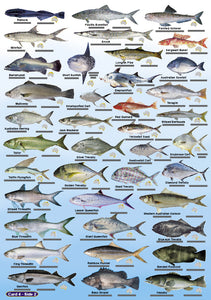 DIVERS FISH CARDS (SLATES) - AUST & GREAT BARRIER REEF  (400 ILLUS) / FG022L
