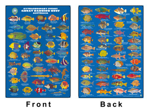 DIVERS FISH IDENTIFICATION CARD (SLATE) - Great Barrier Reef, Extraordinary Fishes (85 Illus.)/FG030