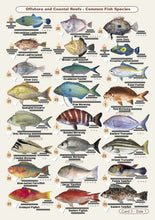 Fishers Fish Identification Cards (Slates) - NSW Fisherman's Tackle Box Companion Guide / FG017