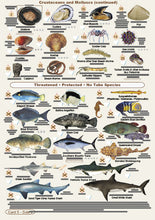 Fishers Fish Identification Cards (Slates) - NSW Fisherman's Tackle Box Companion Guide / FG017