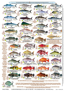 Fishers Fish Identification Card (Slate) - Qld & Great Barrier Reef / FG020L