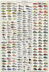 Fish Identification - Anglers Guide, Fish of Australia - Wall Chart (236 Illus.) / WC100L