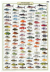 Fish Identification - Anglers Guide, Fish of Australia  - Camtas Wall Chart (131 Illus.)/WC100S