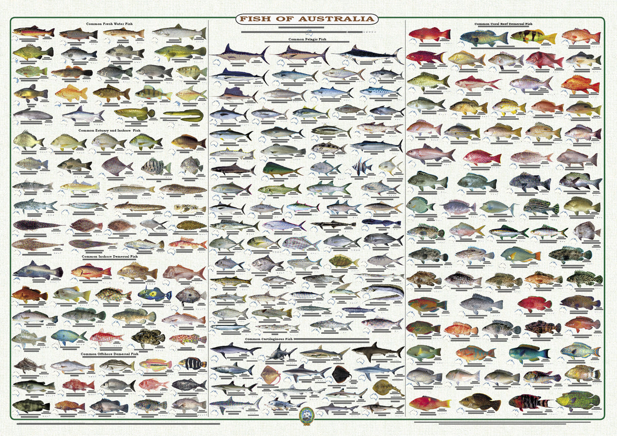 Fish Identification - Fish of Australia 2022 - Wall Chart (236 Illus ...