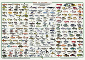 Fish Identification - Fish of Australia 2022 - Wall Chart (236 Illus.) WC105