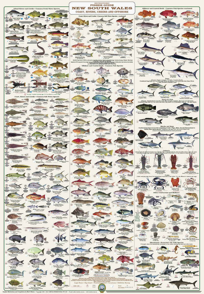 Fish Identification - New South Wales Fishers Guide - Wall Chart (222 ...