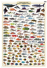 Fish Identification - Great Barrier Reef, Fishwatchers Species - Wall Chart (140 Illus) / WC120