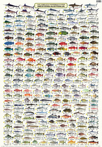 Fish Identification - Fisherman's Guide Western Australia -  Wall Chart (258 Illus.) / WC180